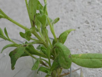 Myosotis cfr. ramosissima